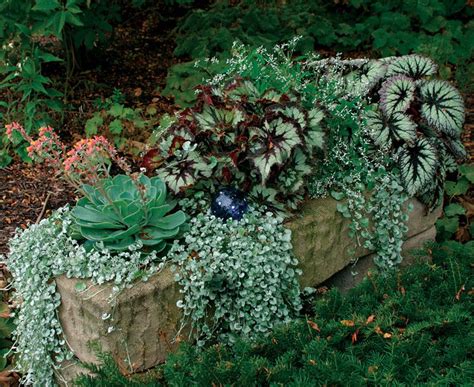Rex Begonias Fine Gardening Plants Garden Containers