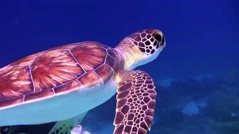 Scuba Diving With Sea Turtles Underwater On Coral Reefs