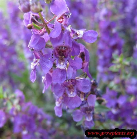 Angelonia Angustifolia How To Grow And Care