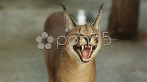 4k Angry Caracal Hissing To The Camera Stock Footagehissingcaracal