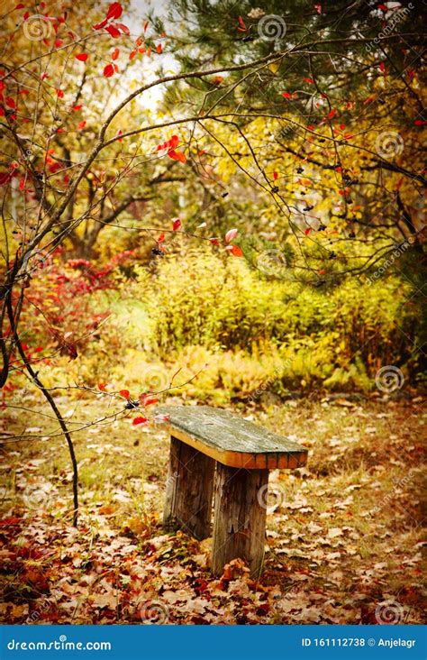 Bench In Autumn Park Stock Photo Image Of Outdoors 161112738
