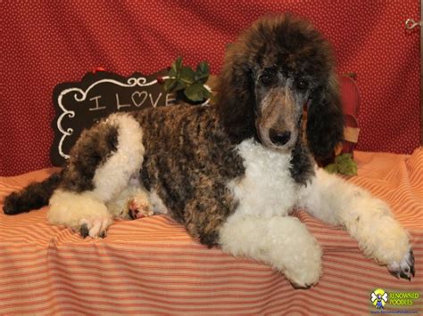 The poodle mix can have multiple purebred or mixed breed lineage. Jake - Standard Parti Poodle Puppy - Renowned Poodles