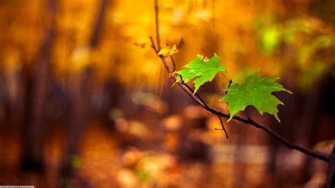 Nature Macro Leaves Blurred Wallpapers Hd Desktop And