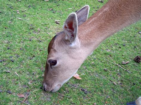 Free Photos Roe Deer Fallow Deer Head Graze Eat Mammal Close Vieleineinerhuelle
