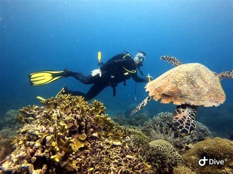 Dive Point Siquijor San Juan All You Need To Know Before You Go