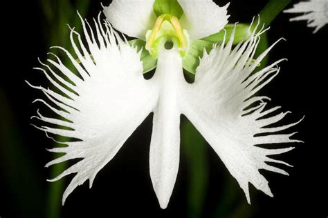 White Egret Orchid Flowers Habenaria Radiata Viable Seeds Etsy Uk