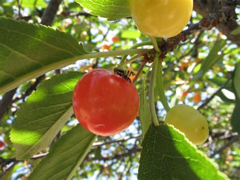 Cff Cherry Fruit Fly Rhagoletis Cingulata Eric Hoffmann Flickr