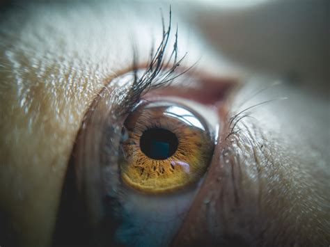 Macro Photography Of The Eyes Tips And Examples