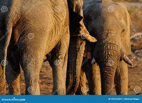 Two African Elephant Bulls Etosha Nationalpark Namibia Stock Image