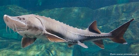 Interesting Facts About Sturgeons Just Fun Facts