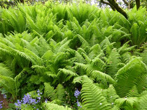 The care of ostrich ferns is mostly cosmetic and consists of cleaning up debris during the dormant season. ostrich-fern-mass-planting.jpg (4896×3672) | Ostrich fern ...