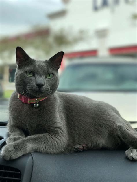 Download Russian Blue Grey Cat Car Picture