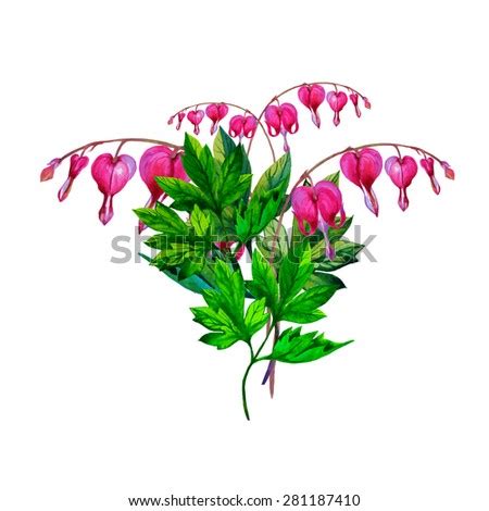 Free Free 317 Bleeding Heart Flower Svg SVG PNG EPS DXF File