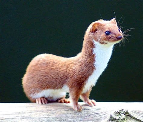 Picture 3 Of 10 Weasel Mustela Nivalis Pictures And Images Animals