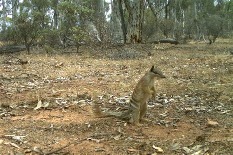 Numbats And Woylies Flourish At Dryandra After Feral Cats Pushed Wa