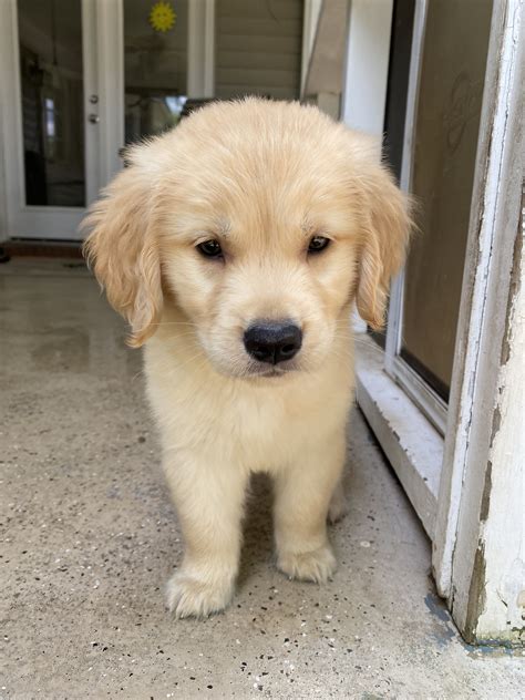 Puppy Luv Golden Retriever Cute Dogs And Puppies Cute Dogs