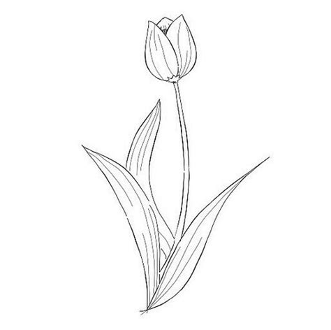 Paling Populer 12 Contoh Gambar Bunga Tulip Yang Mudah Digambar