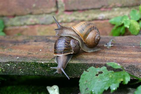 Jeremy The Snail Finally Found A Snail To Have Sex With