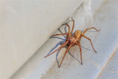 5 Most Common House Spiders Found In North America Outlook Magazine
