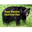 Happy National Black Bear Day The Americans Raise Awareness About 