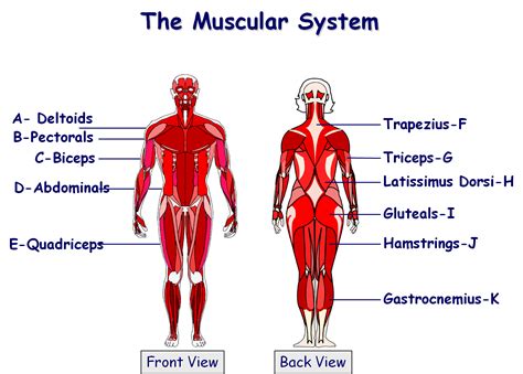 The abdominal muscles also play a major role in the posture and stability to the body and compress the organs of the abdominal cavity during various activities such as breathing and defecation. Muscular system | GCSE PE | Pinterest | Muscular system ...