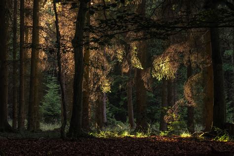 Forest 4k Ultra Hd Wallpaper Background Image 4896x3264 Id788726