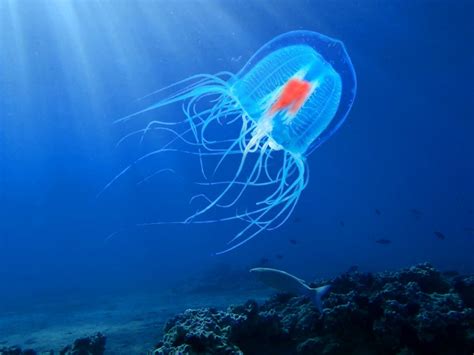 Immortal Jellyfish Lifespan Life Cycle And Facts