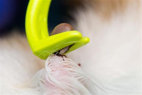 How To Get A Tick Off My Dog Safe Tick Removal