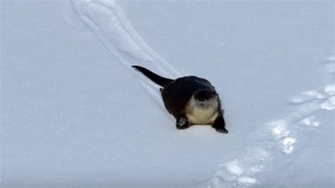 River Otter Has An Absolute Ball Sliding In The Snow Rtm