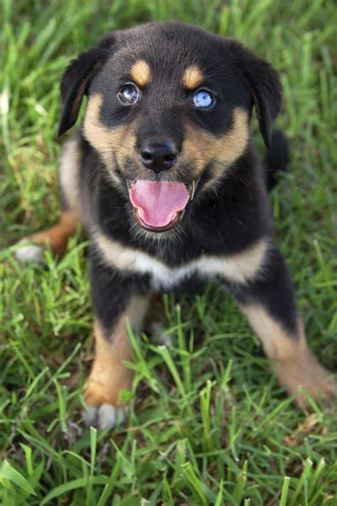 Usually, to some extent, they have partially dropped ears and the head like rottie and little longer muzzle. Information About the Rottweiler-Siberian Husky Mix (Rottsky)