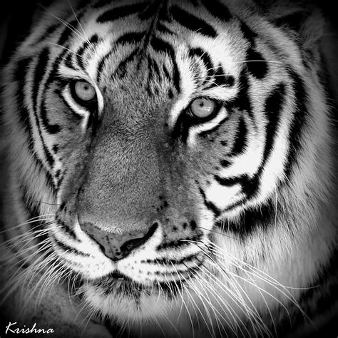 Tiger Eyes Like Humans Tigers Have Binocular Vision Th Flickr