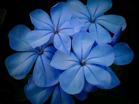 Blue Flowers Bunch Urbanwanderer Flickr