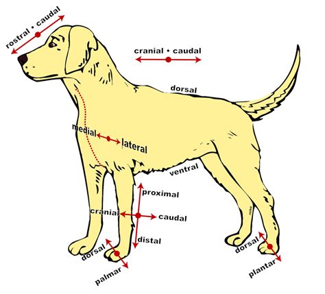 La Anatomía De Los Perros Don Peludo