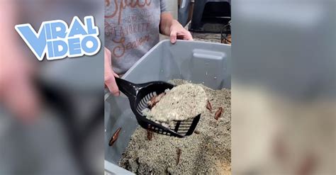 Viral Video A Woman Eats Kitty Litter But It’s Really A Cake