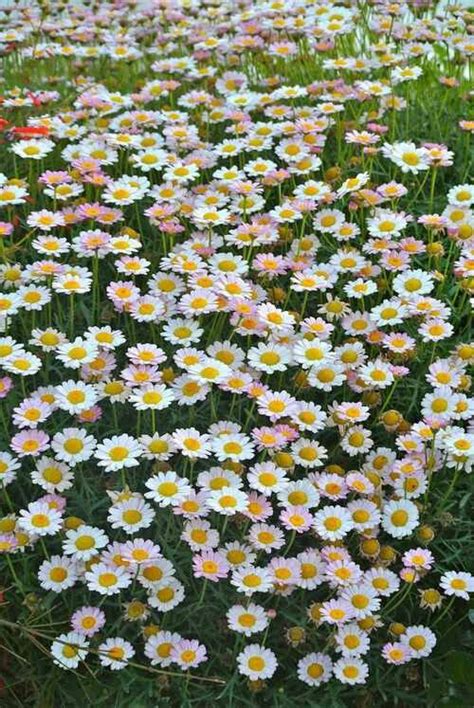 Daisys For Days Flowers Nature Wild Flowers Beautiful Flowers Nature