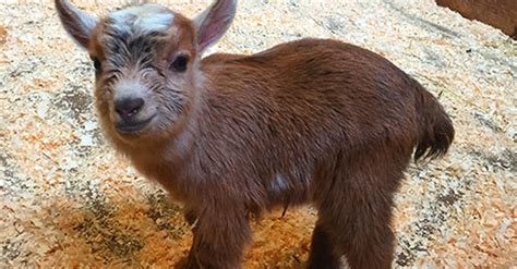Boston Zoos Newborn Baby Goat Is Too Cute To Handle Huffpost
