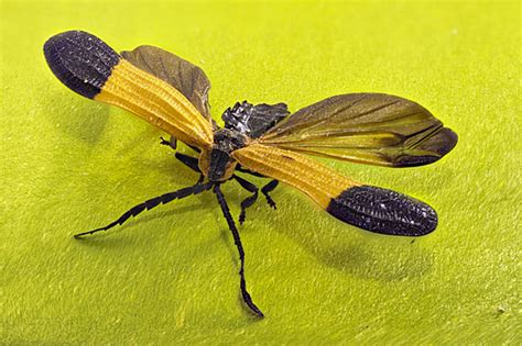 Yellow And Black Winged Insect Calopteron Terminale Bugguidenet