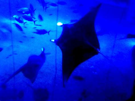 Manta Ray In The Aquarium Of Osaka Everything Is Blue Feeling Blue