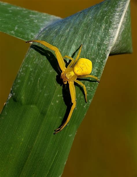 Természet fotók: Sárga pók