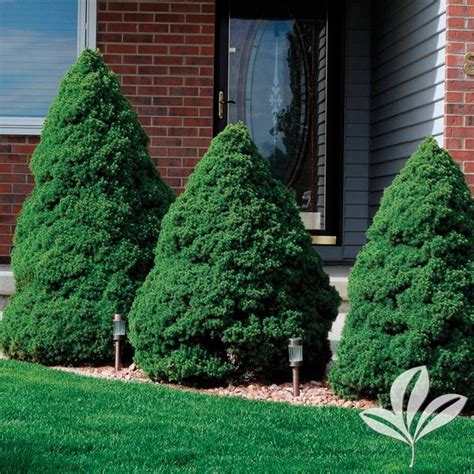 Dwarf trees are popular for small yards, as they won't spike out of control. « Previous Plant | Next Plant