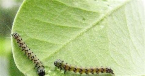 How mountain laurel is effective for various diseases is listed in repertory format. Hill Country Mysteries: Genista Caterpillars (Uresiphita ...