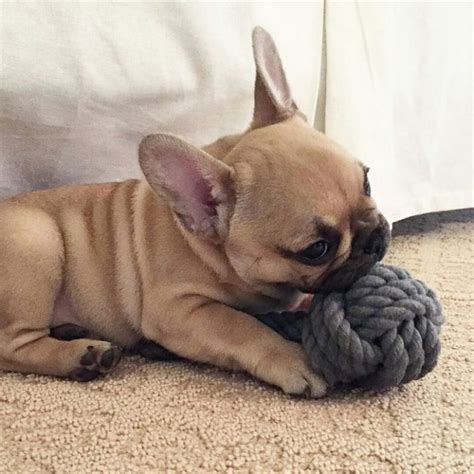 Check out our french bulldog toy selection for the very best in unique or custom, handmade pieces from our stuffed animals & plushies shops. Precious French Bulldog Is Absolutely Terrified Of His Own ...