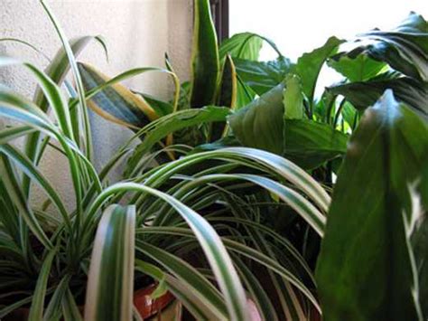 6 piante da appartamento facili. Cure d'agosto per piante in casa, balcone e terrazzo ...