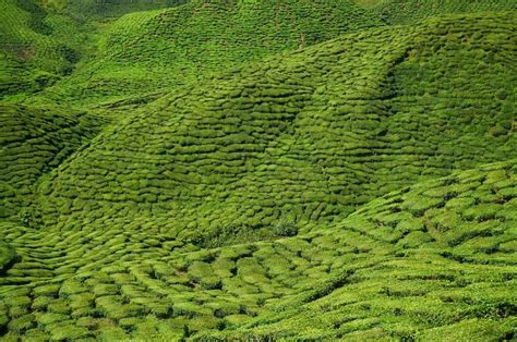 How Is Tea Grown And Harvested Ready For Tea