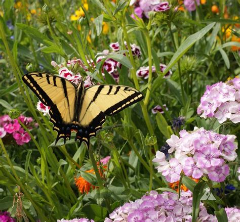 Host Plants For Butterfly Gardens Applewood Seed Company
