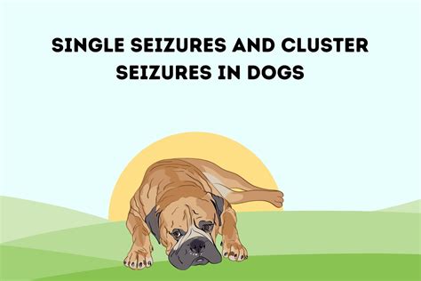 Single Seizures And Cluster Seizures In Dogs With Solution