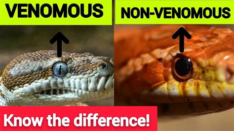 10 Differences Between Venomous And Non Venomous Snakes Youtube