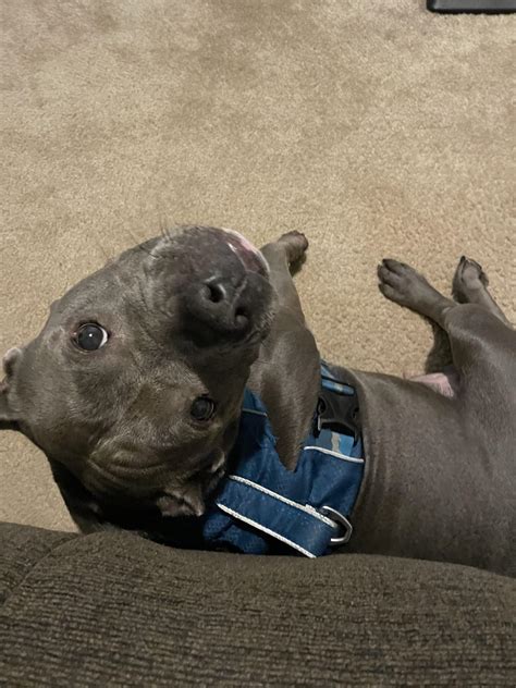 Dog training to see if she’s dog friendly what’s the safest way to go