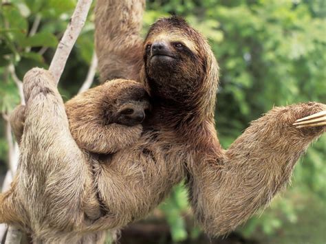 68 Funny Sloth