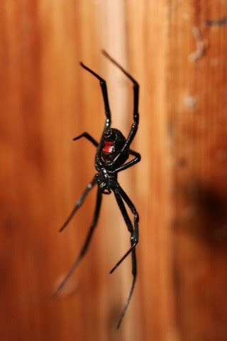 Black widow spiders get their common name from the popular belief that the female eats the male after mating, a phenomenon which rarely happens in nature. Male Black Widows Must Dance For Their Mates To Remind ...